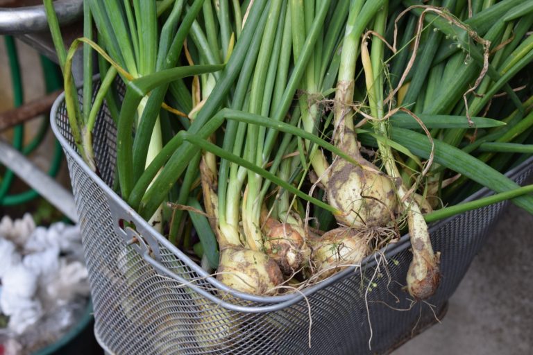 root_crops