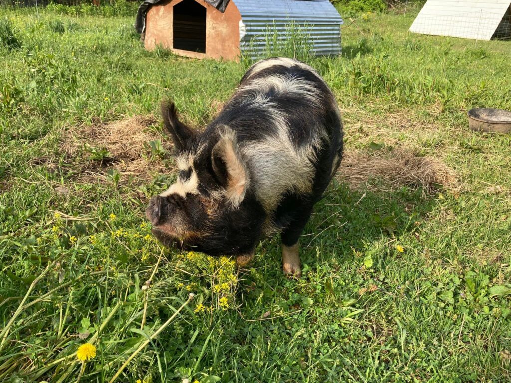 Pastured Pork Kune Kune