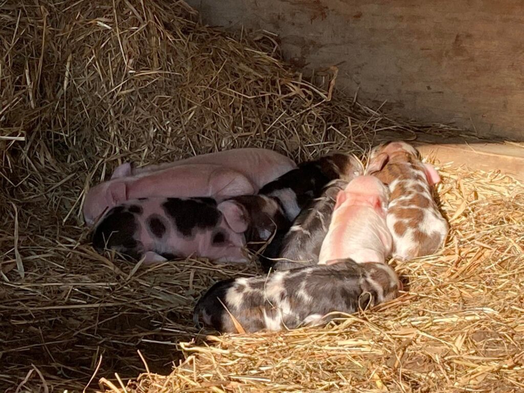 kune kune piglets